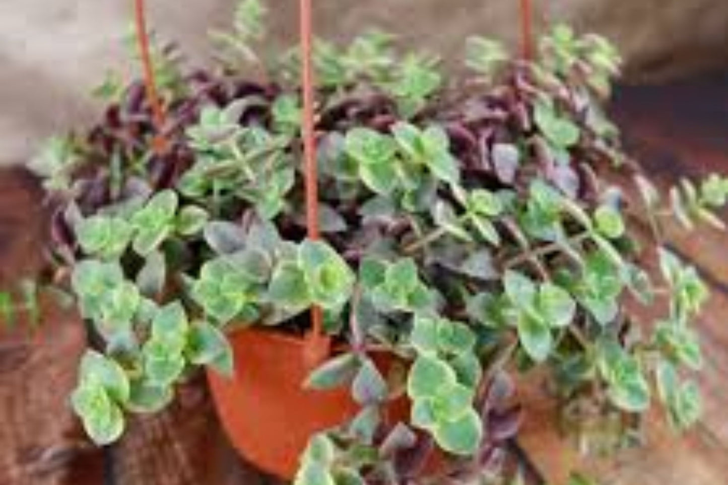 Succulent Cuttings 3-Pack Variegated Crassula marginalis rubra 'Calico Kitten' - 5-Pack Available