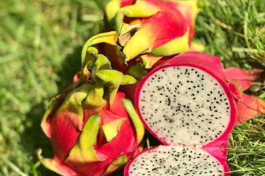 White Dragon Fruit Cuttings - 10 Unknown Varieties, 8-14 inches, Hylocereus undatus