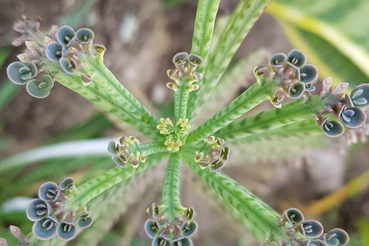 10+ Kalanchoe Succulent Cuttings - Mother of Millions (Kalanchoe daigremontiana) - Easy to Grow Plantlets