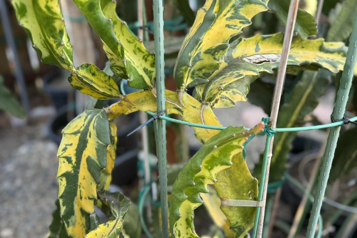 Variegated Dragon Fruit Cutting - 6-Inch Long, Hylocereus undatus, Bareroot, Medium Sun, Light Water
