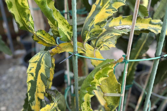 Variegated Dragon Fruit Cutting - 6-Inch Long, Hylocereus undatus, Bareroot, Medium Sun, Light Water