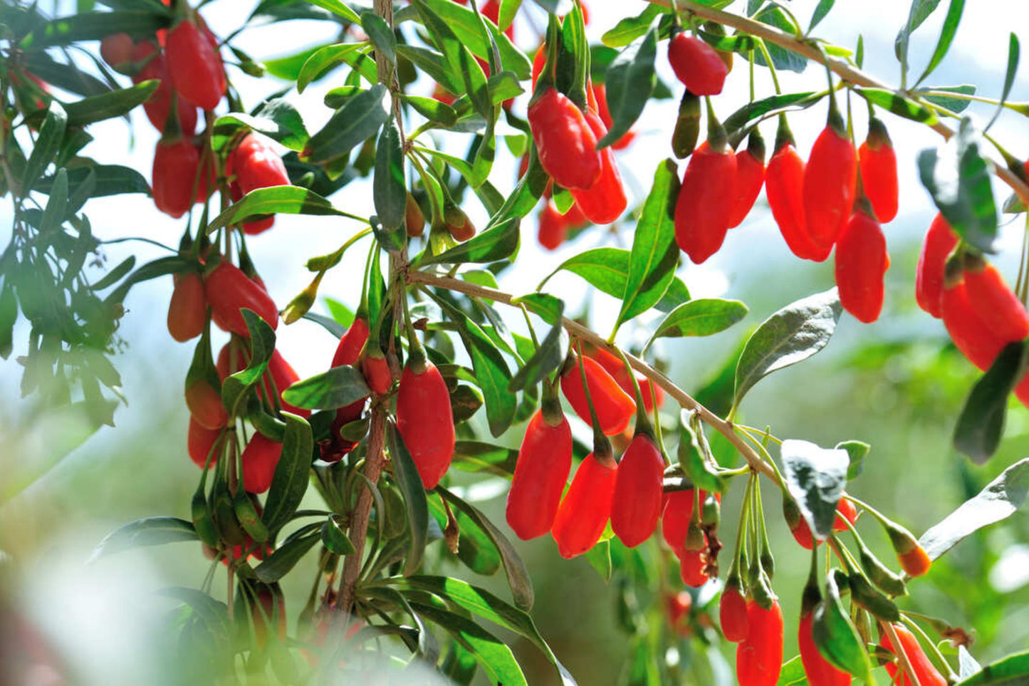 Goji Berry Cuttings - 12 Fresh Cuttings - Lycium barbarum - Fast Growing, Ideal for Home Garden