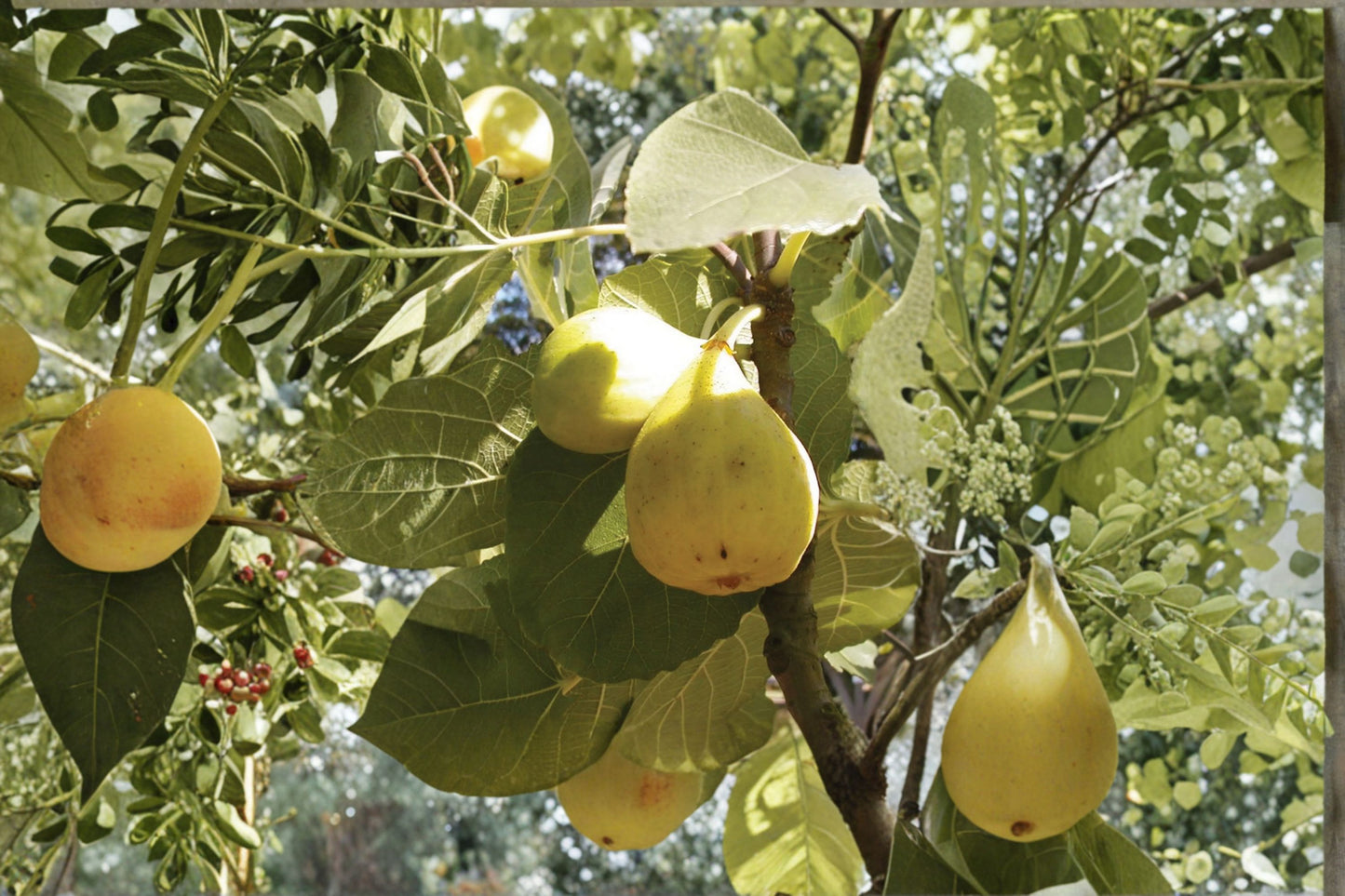 White Marseilles Fig Cuttings - 6 Fresh Cuttings - Hardy to Zone 7 - Ficus carica 'White Marseilles'