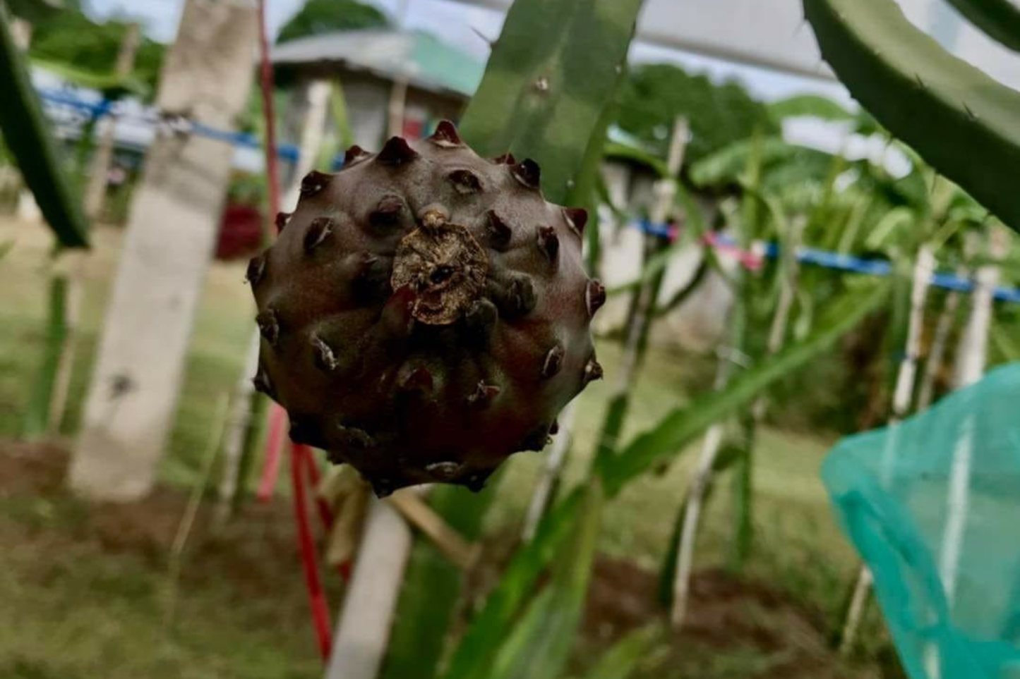 Black Africanis Dragon Fruit Cutting 8" - 10" Unique Black Skin Purple Flesh Hylocereus undatus