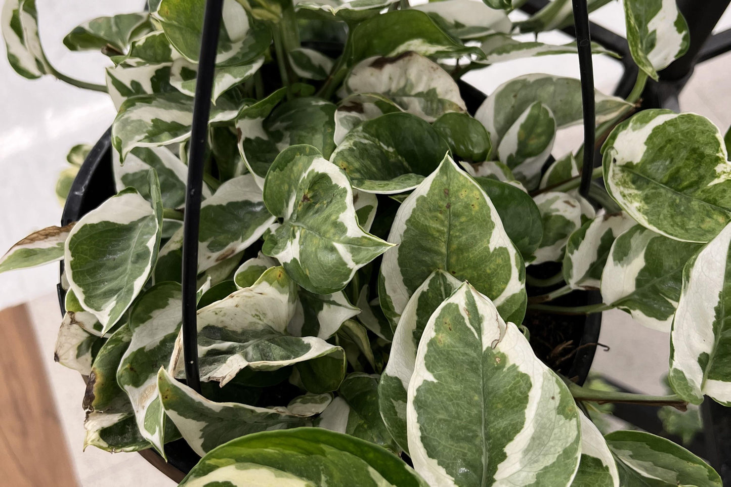 Njoy Pothos Cuttings - 4 Rooted Clippings - Variegated Pearl & Jade - Epipremnum aureum - Indoor House Plant