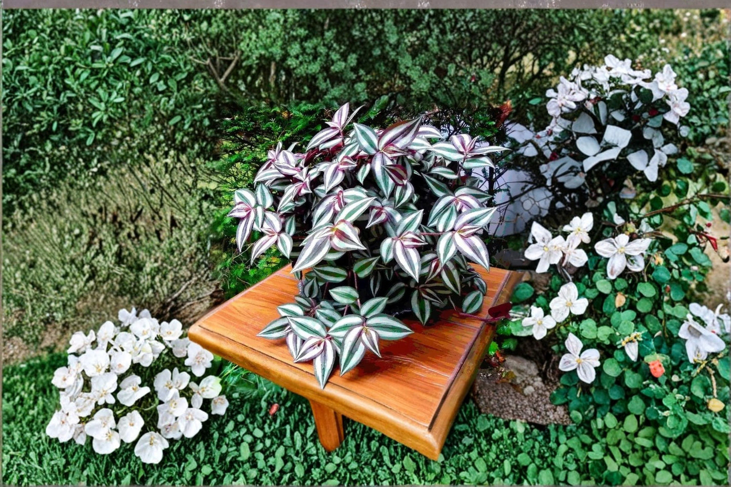 15 Live Wandering Jew Cuttings, Purple Heart Tradescantia Pallida Purpurea, Indoor/Outdoor Plants, Vally Nursery