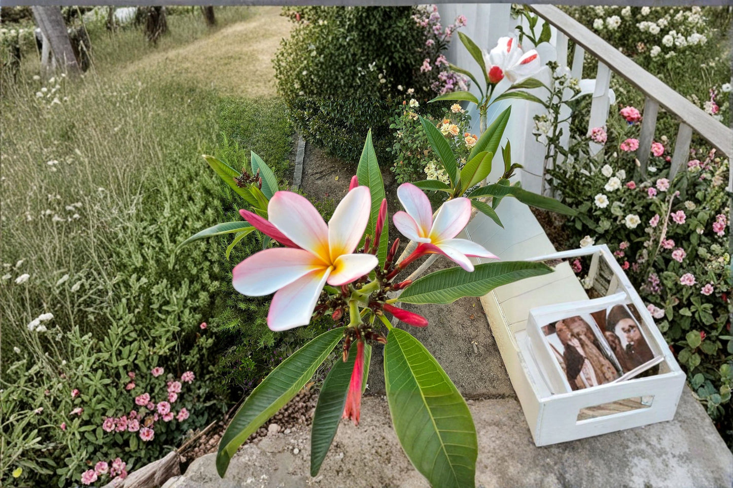 Mystery Plumeria Cuttings 8-10" Single Tip - Frangipani Flowering Varieties (Plumeria spp.) for Garden and Outdoor Spaces