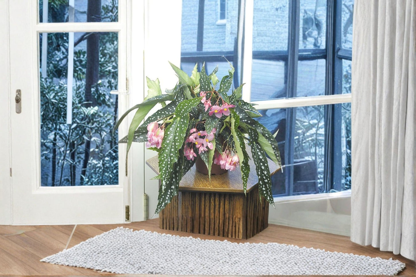 House Plant Cutting Bouquet - Mixed Variety Stems, Angel Wing Begonia, Tradescantia, Philodendron - Indoor Plant Cuttings