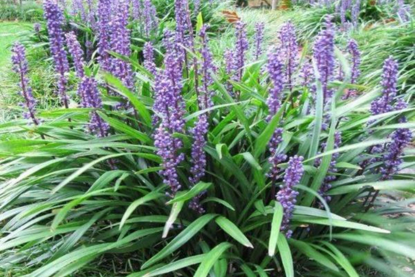 Monkey Grass Bare Root Plants - Big Blue Clumping Liriope Spicata - Easy Ground Cover for Sun & Shade - 60 Count