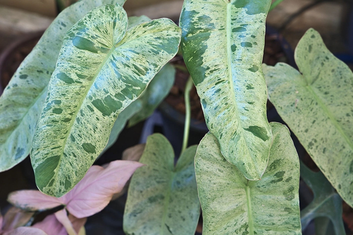 Philodendron Cuttings Bundle - Paraiso Verde, Micans, Scindapsus Pictus Exotica - Rare Variegated Aroids for Indoor Plants