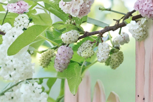 White Mulberry Cuttings for Grafting - Lot of 10, Female Variety, 29+ Brix Sweet, Morus alba, No Roots