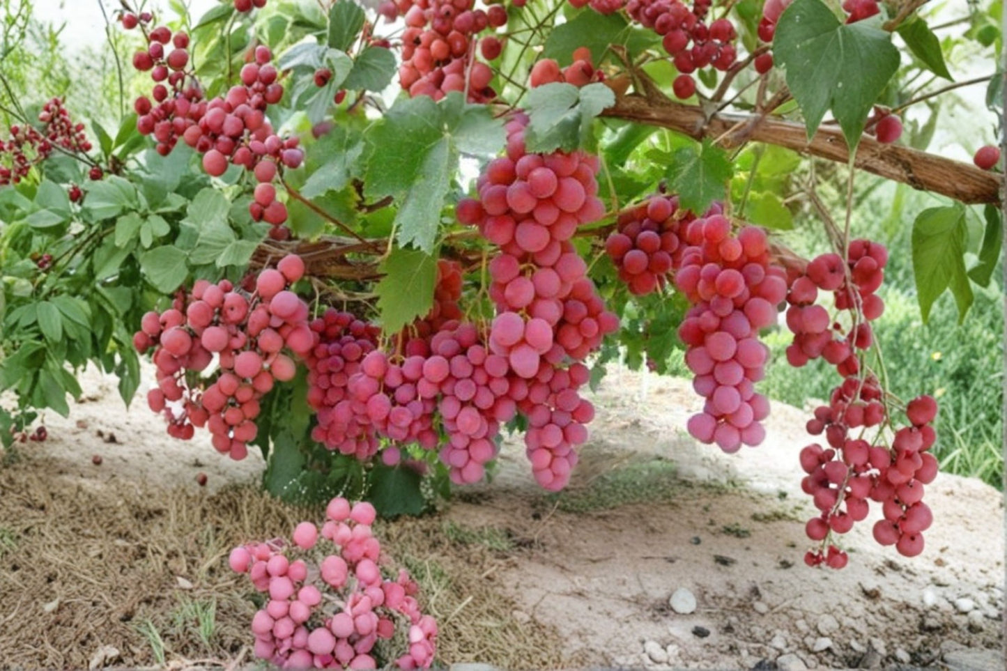 Globe Seedless Grape Vine Cuttings (50) - Red Variety, Unrooted, Thin Cuttings, Vitis Vinifera, Perfect for Propagation