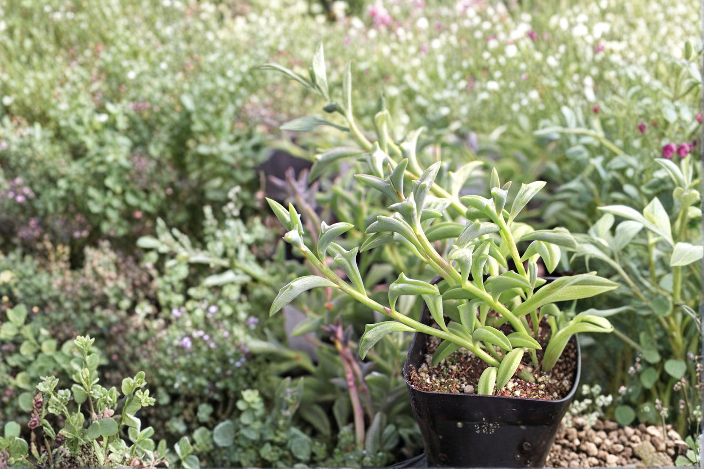 String of Dolphins Succulent Plant - Rooted Senecio Peregrinus - Unique Dolphin-shaped Leaves - Perfect for Hanging Baskets