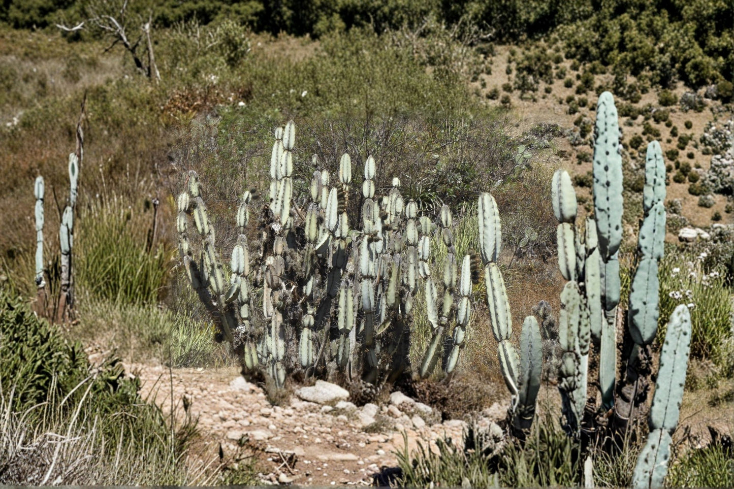 Large Cuttings of Armatocereus Mataranus - Armatocereus matucanensis - 12-17 Inches Long, Ideal for Plant Enthusiasts