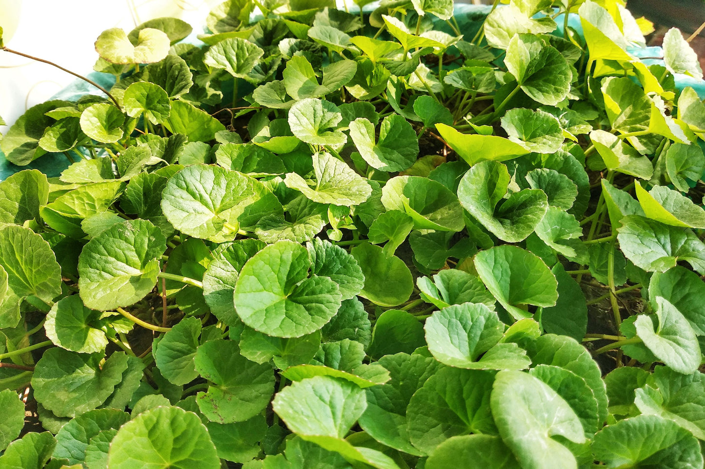 Pennywort Starter Plants - 15 Live Rooted Cuttings for Gotu Kola (Centella asiatica) - Medicinal Herb for Gardens & Containers
