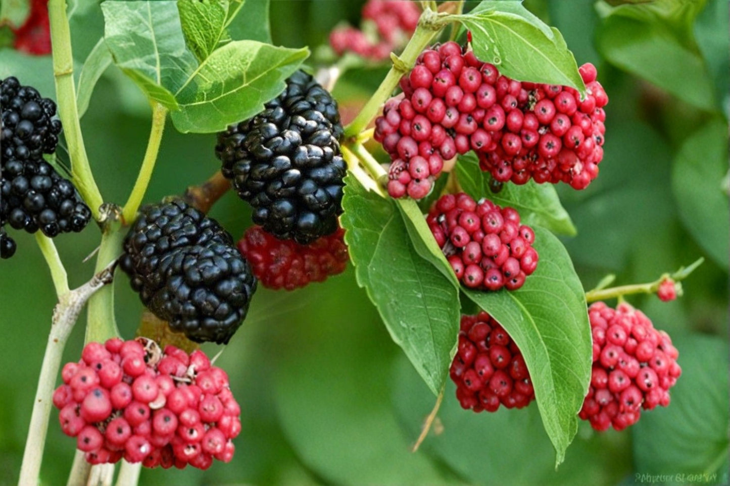 Dwarf Everbearing Mulberry Live Plants - 2 Established Starter Plants - Morus nigra - Fruit-Ready, Pesticide-Free, Free Shipping
