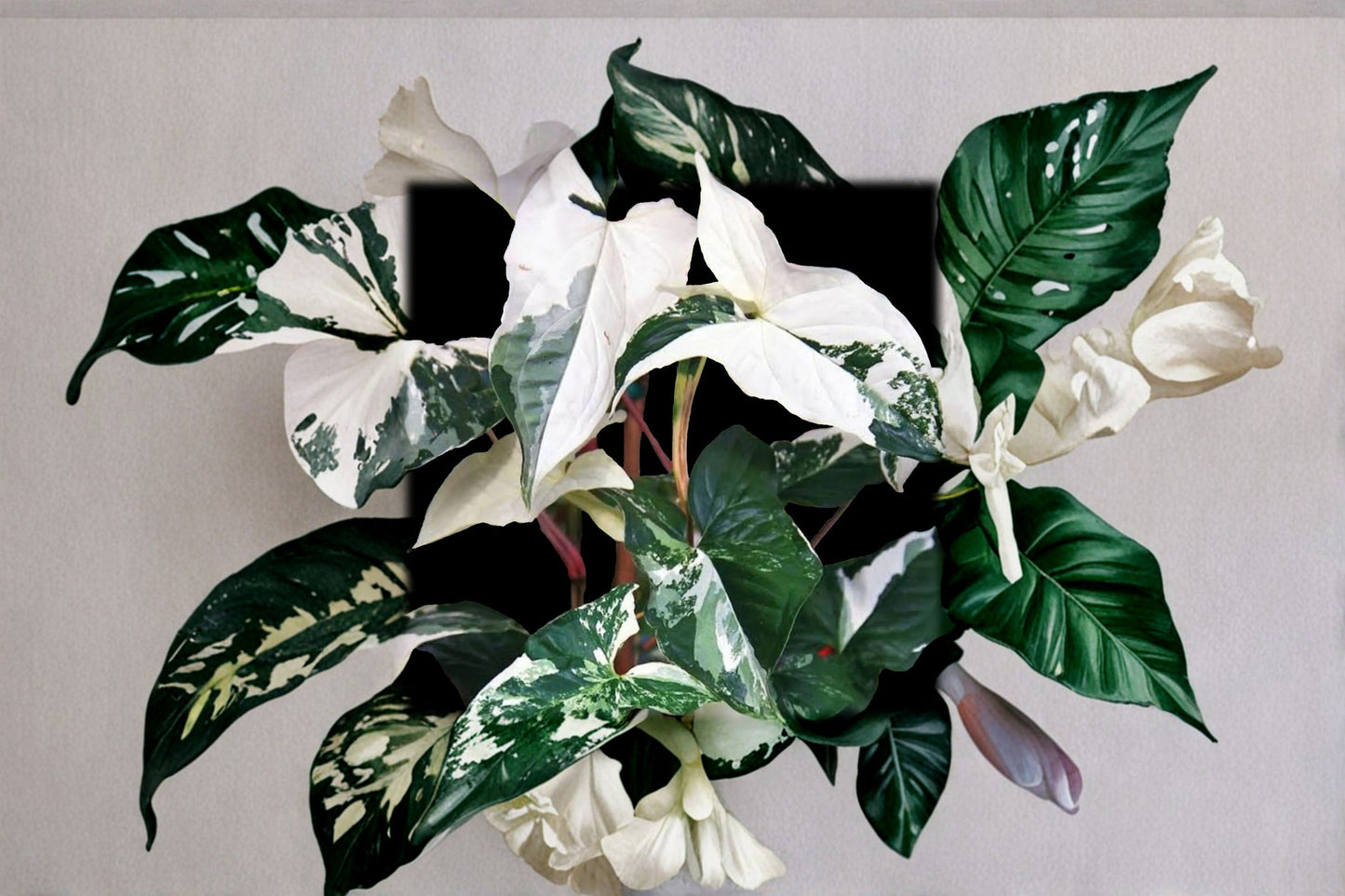 Variegated Syngonium Albo Podophyllum Cuttings - 2 Fresh Cuttings, Syngonium podophyllum, Moist Sphagnum Moss Wrapped