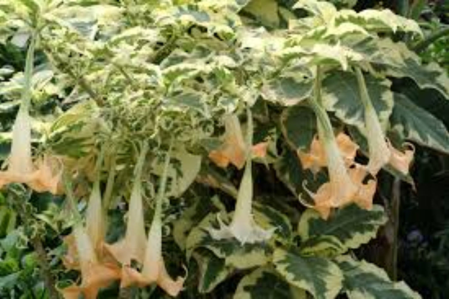 Variegated Brugmansia Angel's Trumpet Unrooted Cuttings - Brugmansia spp. for Propagation, Easy to Root, Unique Variegation