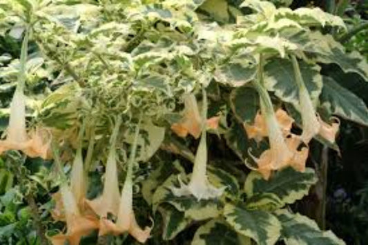 Variegated Brugmansia Angel's Trumpet Unrooted Cuttings - Brugmansia spp. for Propagation, Easy to Root, Unique Variegation