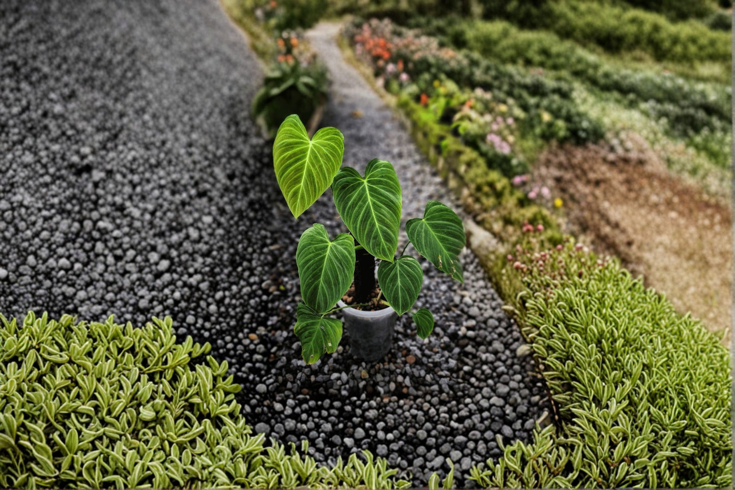 Philodendron Splendid Cutting x(1) - Tropical Houseplant - Philodendron melanochrysum Hybrid