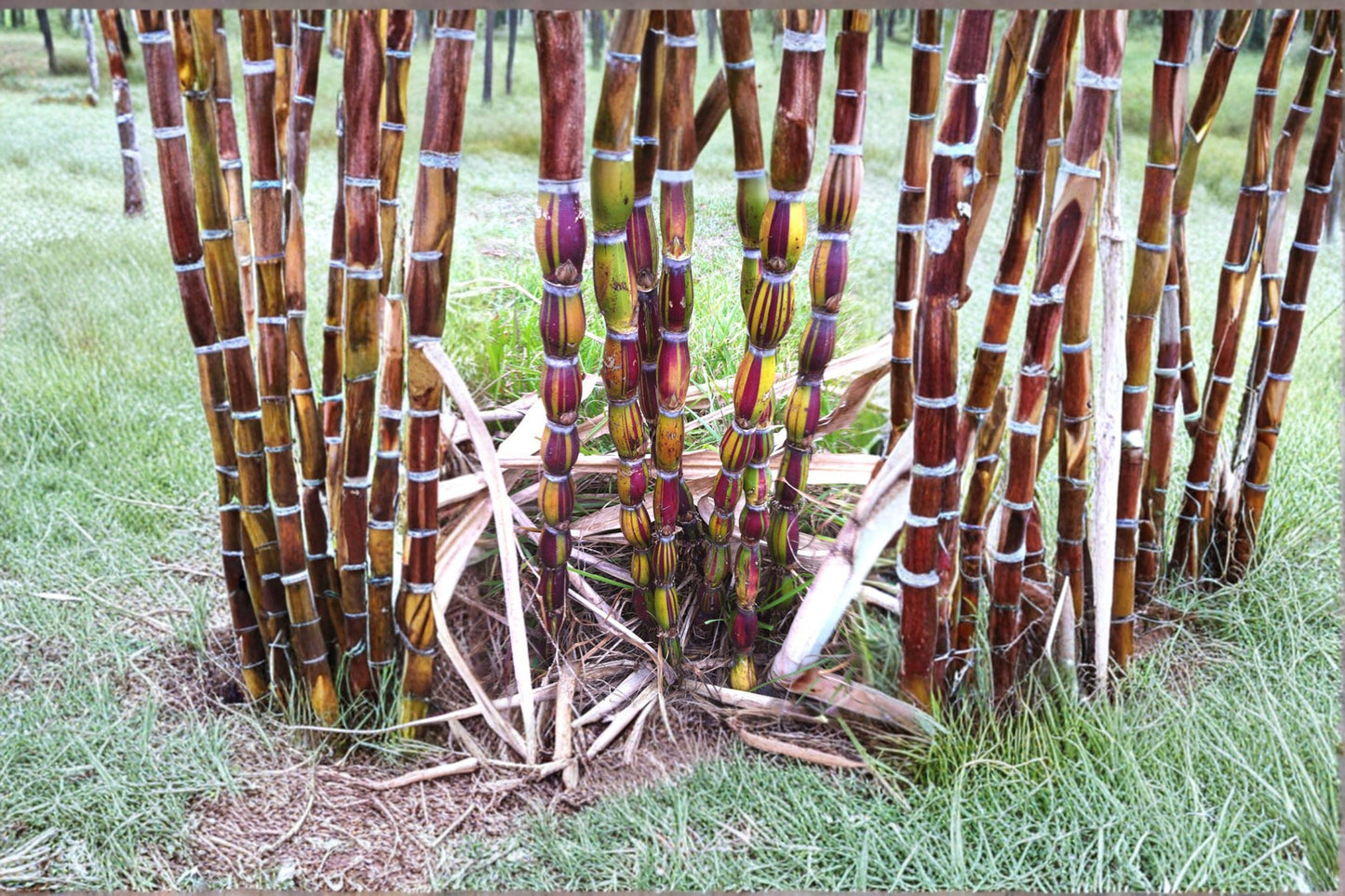 Variegated Hilo Buddha Sugarcane Cutting - Rare 3 Notes - Saccharum Officinarum - Unique Indoor Plant Decor