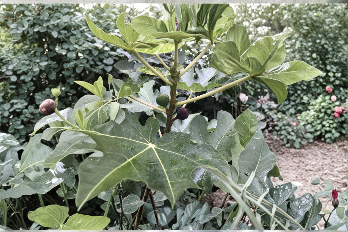 Fig Tree Cuttings - 6 Pcs 8" Vasilika Black - Hardy, Easy to Grow, Self-Fruitful - Delicious Fruits, Organic Figs