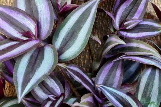 Wandering Jew Cuttings 6x 4"-6" Variegated Tradescantia for Indoor Gardening
