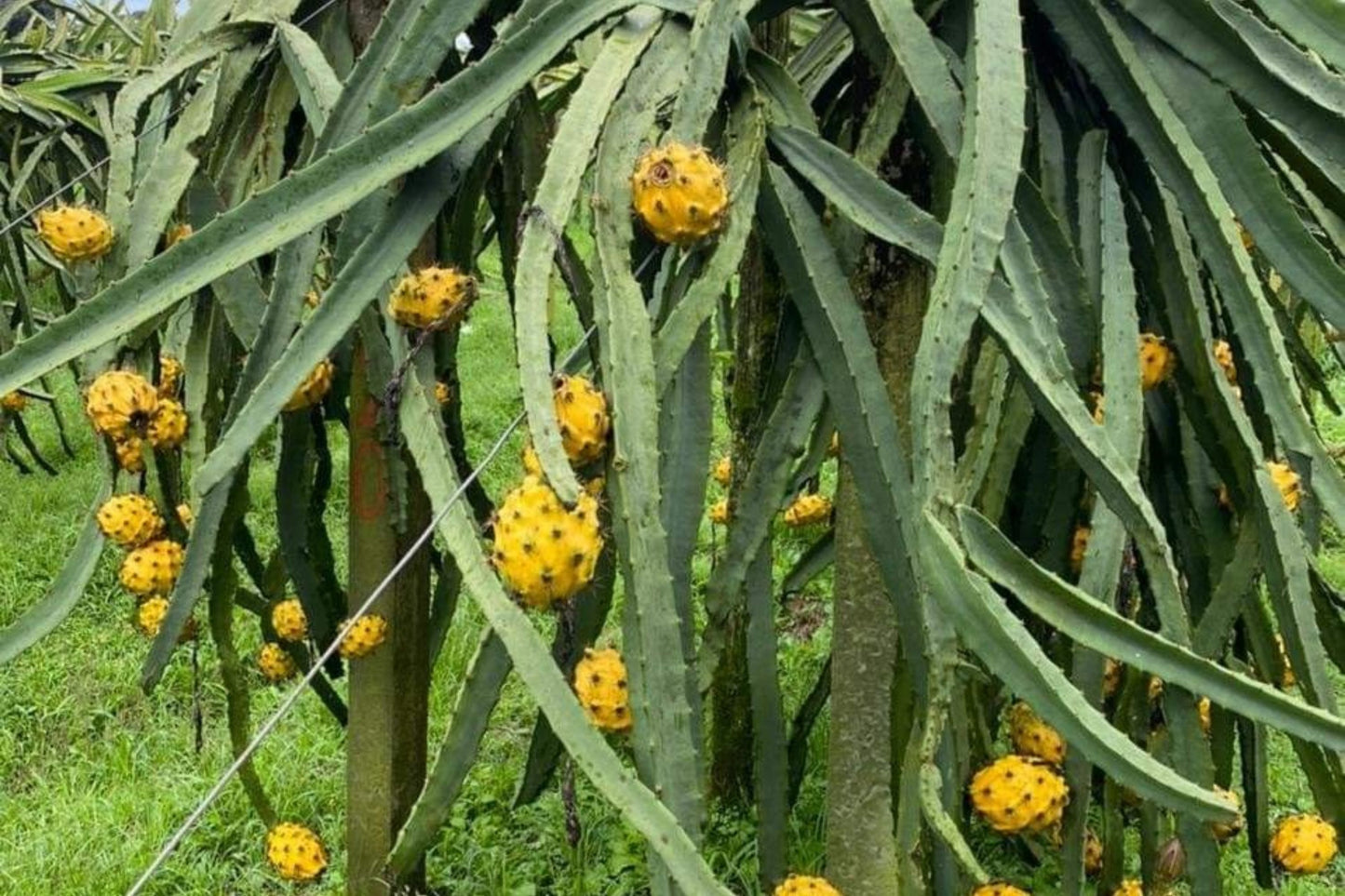 Yellow Dragon Fruit Cutting 8-12 Inches Palora Variety - Fresh Plant Cutting of Hylocereus megalanthus