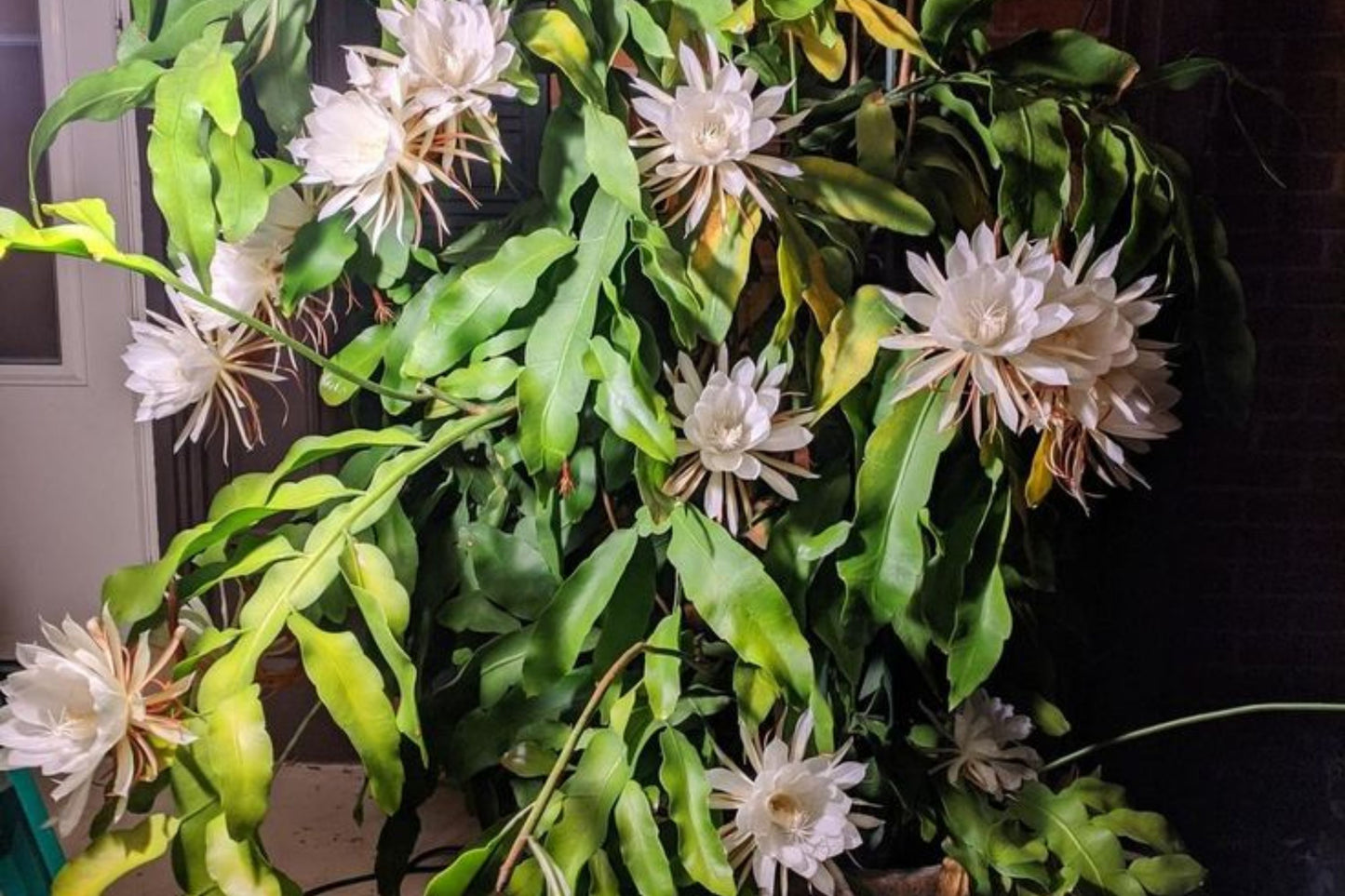 3 Cuttings Epiphyllum Oxypetalum Queen of the Night Orchid Cactus 6” Non-Rooted Cuttings for Home Growing