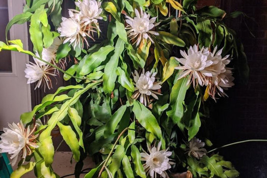 3 Cuttings Epiphyllum Oxypetalum Queen of the Night Orchid Cactus 6” Non-Rooted Cuttings for Home Growing