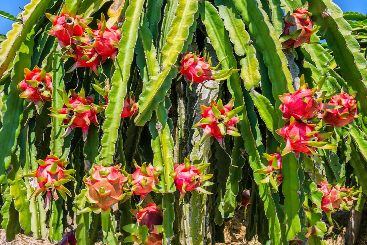 Dragon Fruit Cuttings 8-12" Multiple Varieties - Hylocereus Undatus, Guatemalensis, & More - Self Pollinating Options Available