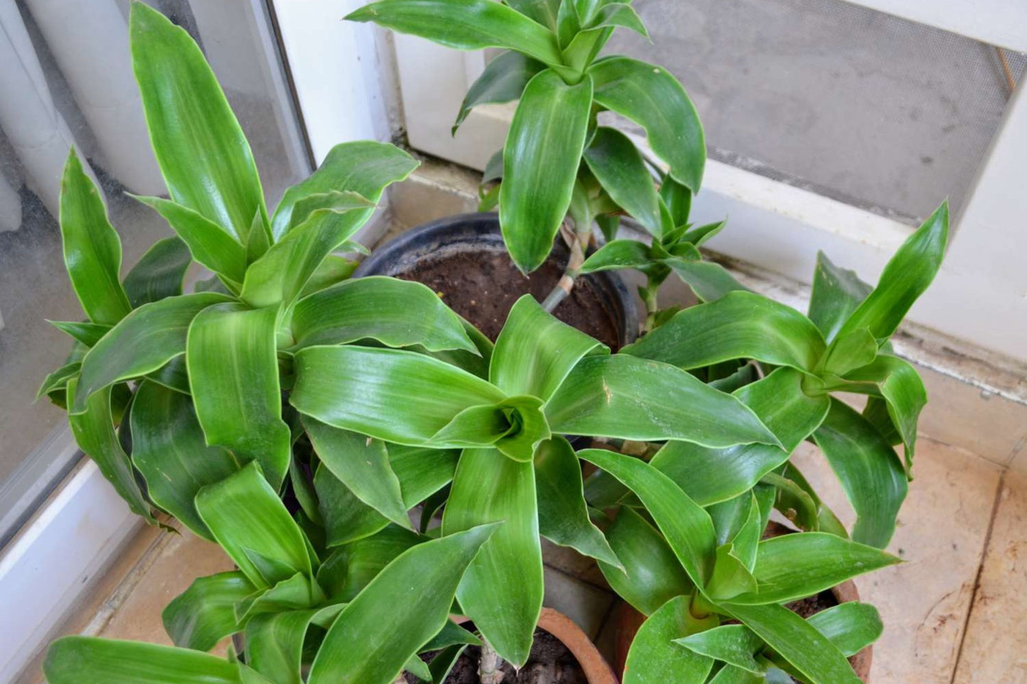 Basket Plant Cuttings (5) - Green Fast-Growing Houseplant - Callisia Fragans