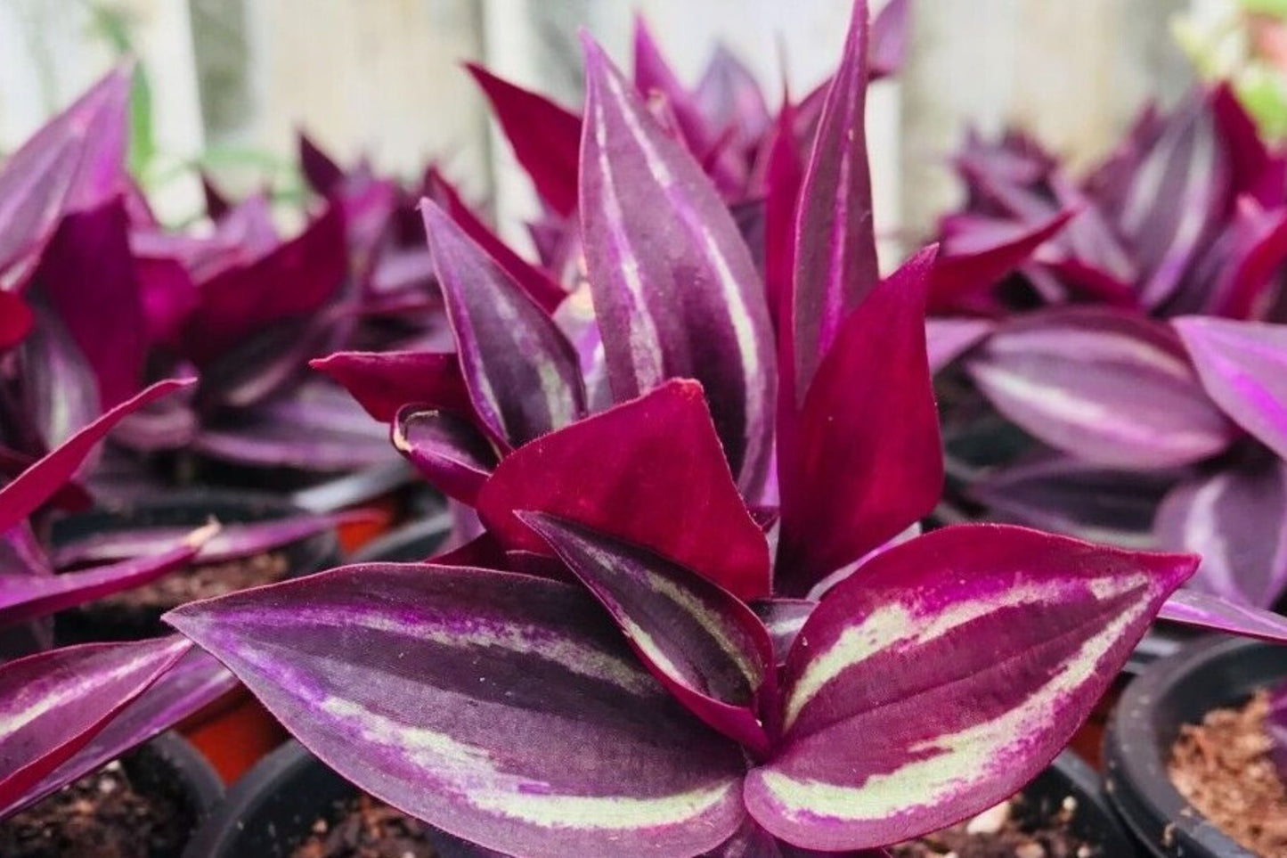 Rare Burgundy Wandering Jew Cuttings - 5+ Tradescantia zebrina, Easy to Grow Indoor Plant, Stunning Foliage for Home Decor
