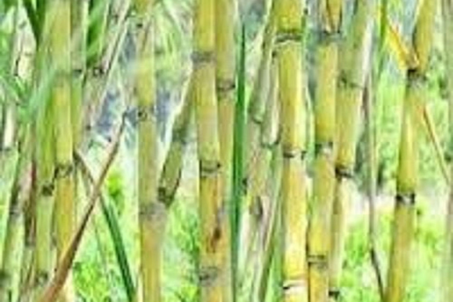 Fresh Cut Sugar Cane Sticks - Green or Purple - Non-GMO - Sweet Variety - Great Flavor - Ideal for Planting
