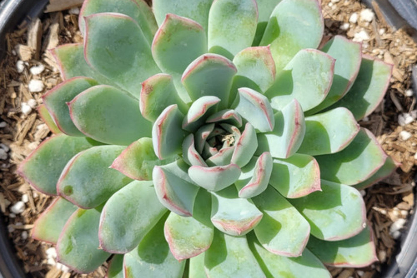 Echeveria Succulent Cuttings 0.75"-2" for Indoor Outdoor Planting - Hardy Echeveria spp. in Fun LOL Surprise Pots