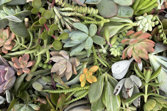 12 Rooted House Plant Cuttings - Pothos, Wandering Jew, Arrowhead, Ferns - Ideal for Propagation and Indoor Gardening