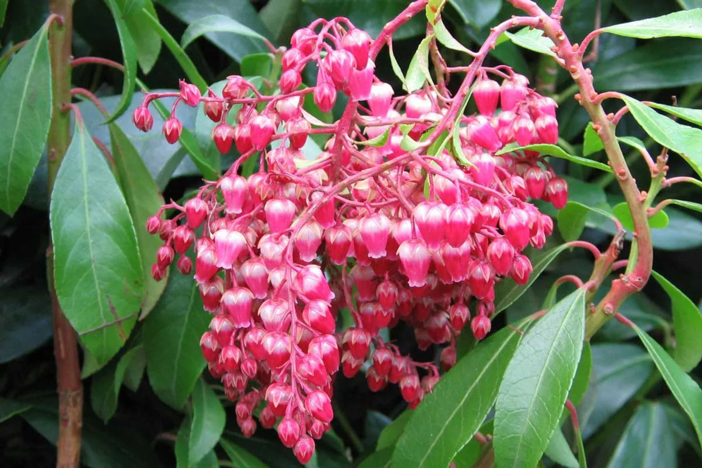 5 Unrooted Cuttings of Pieris Japonica, Japanese Andromeda Bush, Organic Plant Cuttings, Gardening Supplies