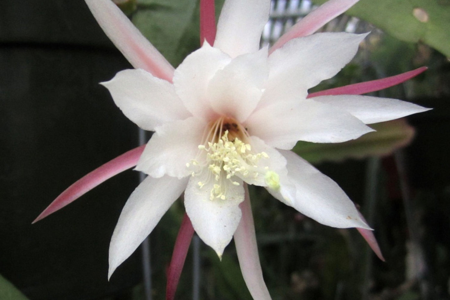 Epiphyllum Orchid Cactus Cuttings 7-9” Wedding Bells (Epiphyllum spp.) - 2 Healthy Un-rooted Cuttings for Planting