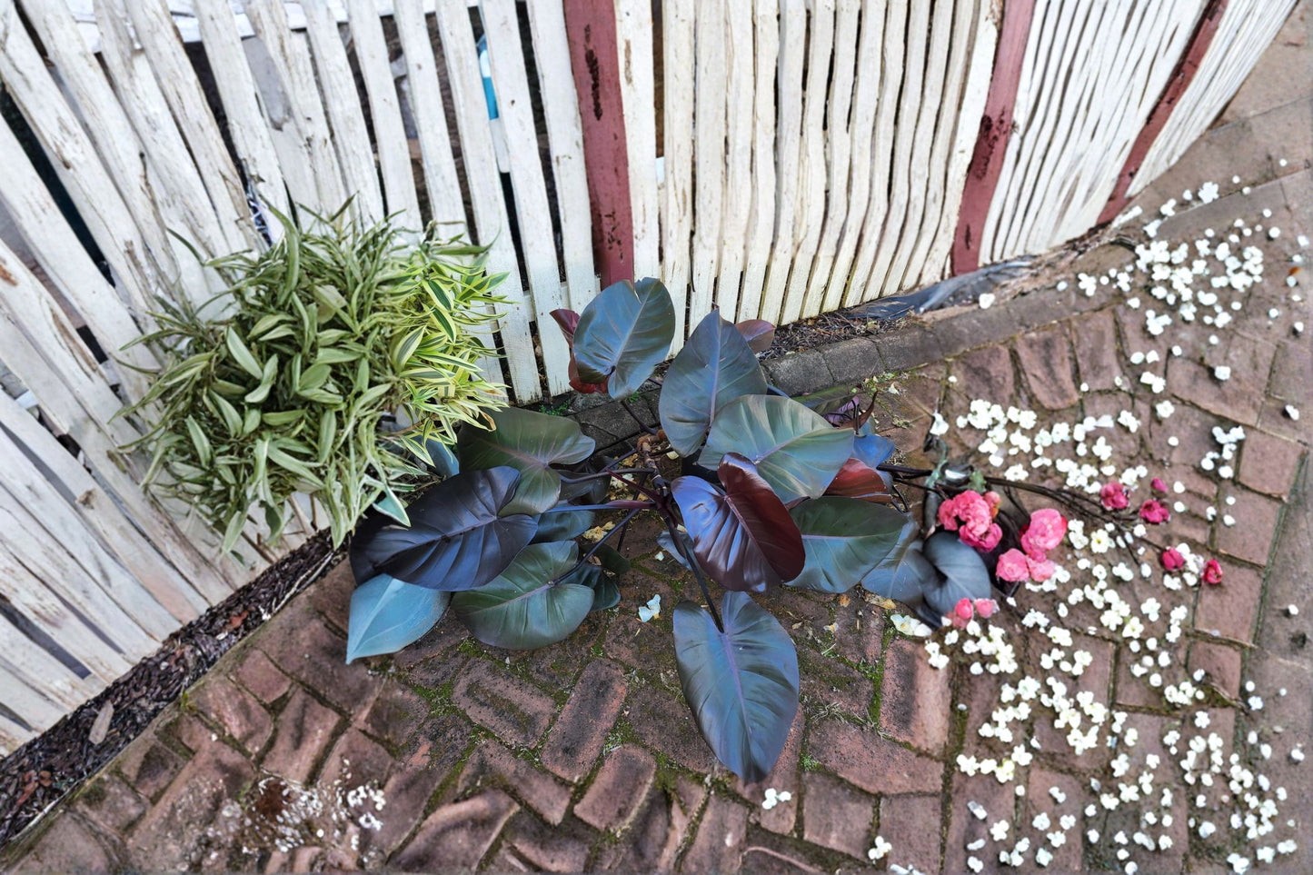 Royal Queen Philodendron Cutting - Unrooted Single Node Leaf - Philodendron 'Royal Queen' - Air Purifying Indoor Plant