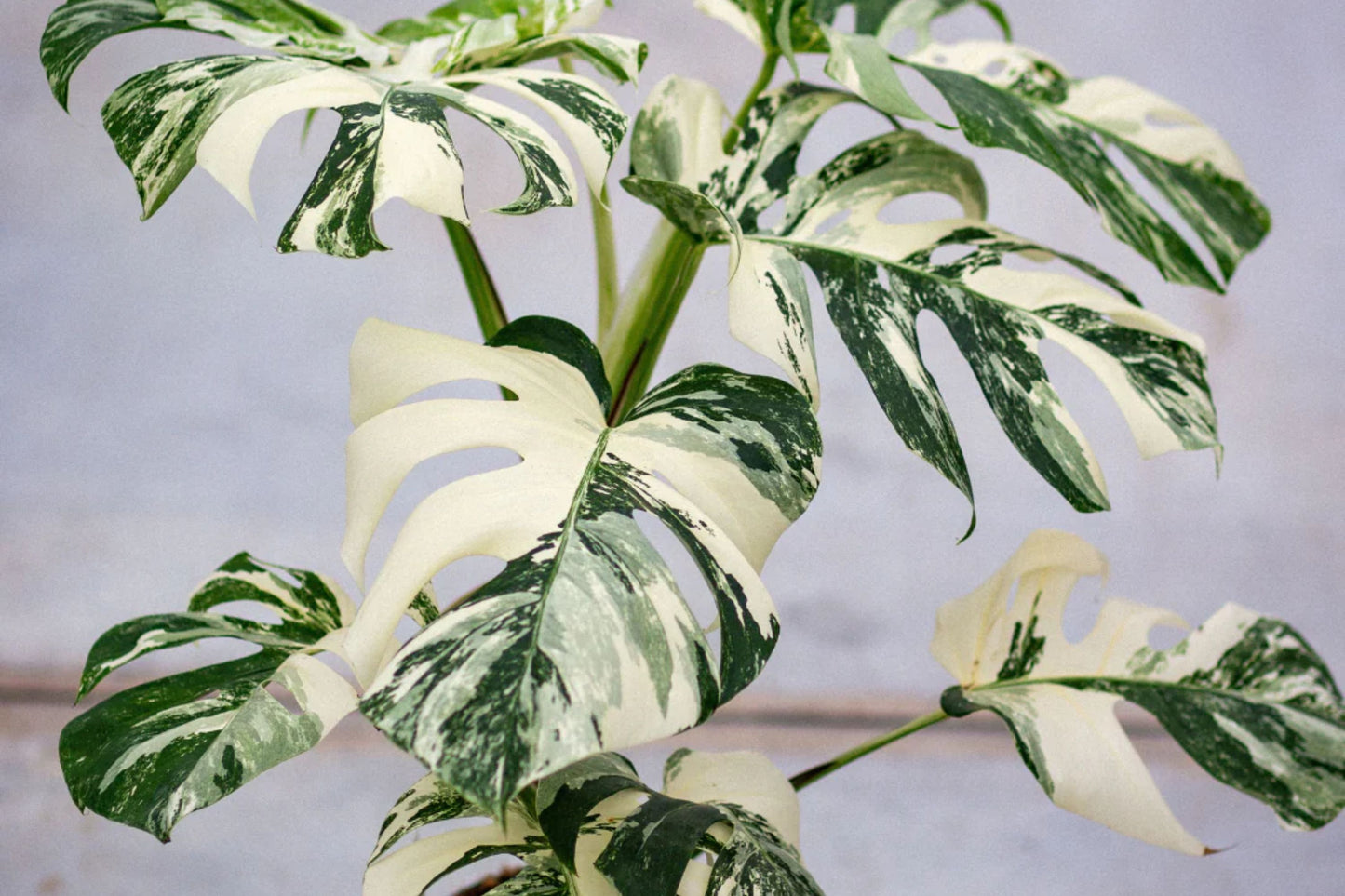 Monstera Albo Cutting (1) - Tropical Houseplant, Unique Variegated Leaves, Monstera deliciosa var. albo. Perfect for Indoor Growth.