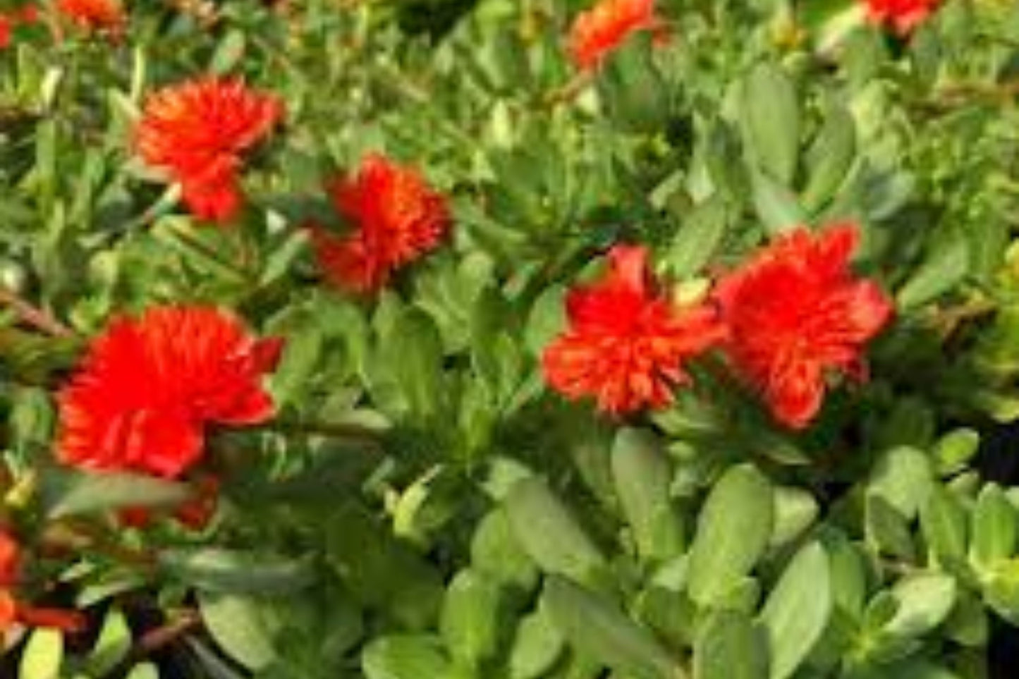 Double Scarlet Purslane Cuttings - Portulaca Oleracea - US Seller - Full Sun/Partial Sun - Easy to Grow
