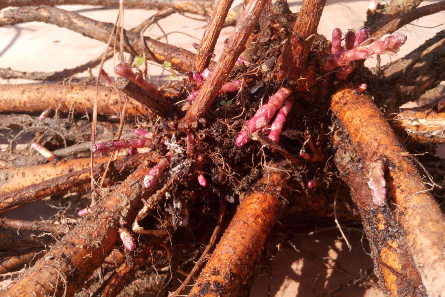 Hop Rhizomes - Jumbo Size - Cascade, Chinook, Columbus, Glacier, Nugget, Mt. Hood - Fresh Organic (Humulus lupulus)