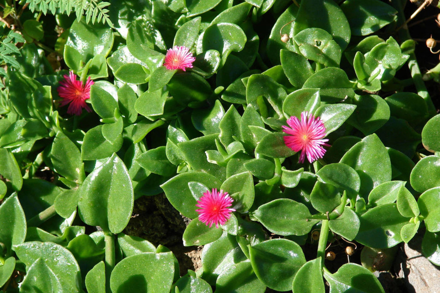 20 Cuttings Aptenia cordifolia 'Red Apple Ice Plant' Baby Sun Rose 4"-7" Organic Succulent Plants for DIY Decor