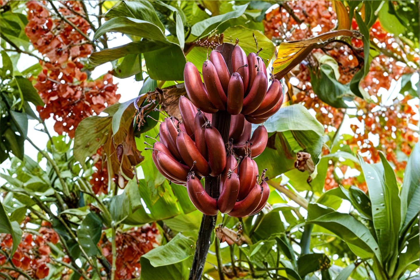 Small Rooted Starter Plant - Bordelon Banana Tree - Musa Bordelon - Ornamental Red-Striped Variety - Hardy Tropical Plant