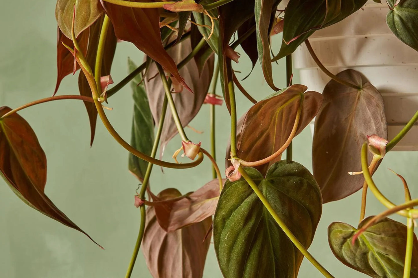 Philodendron Micans Cuttings 4-6 inches, Rare Velvet Leaf Green & Bronze, Philodendron hederaceum