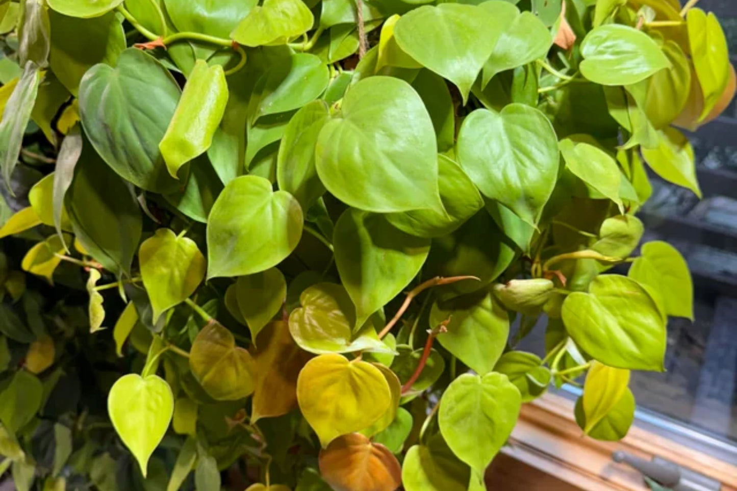 Neon Pothos Cuttings - 4 Fresh Lemon Lime Cuttings - Philodendron Neon Lemon Lime - Easy Care Houseplant
