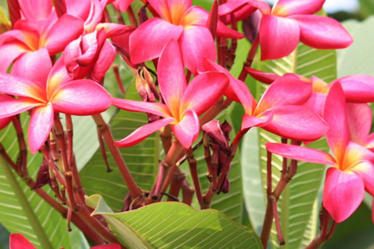 Fresh Pink Plumeria Cuttings 10-12 Inches - Frangipani (Plumeria spp.) - 2 Exotic Tropical Cuttings for Indoor/Outdoor Use