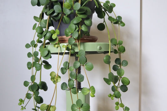 15 Peperomia Hope Cuttings - 6 Inch Succulent Hanging Foliage - Easy Care Houseplant (Peperomia obtusifolia)