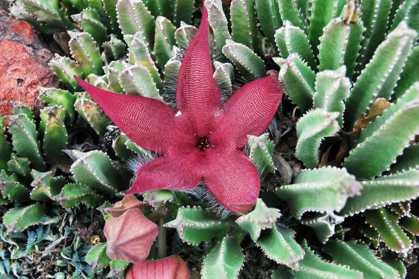 Starfish Succulent Cuttings 3"-4" Orbea Variegata Live Plant Cuttings for Home Gardening