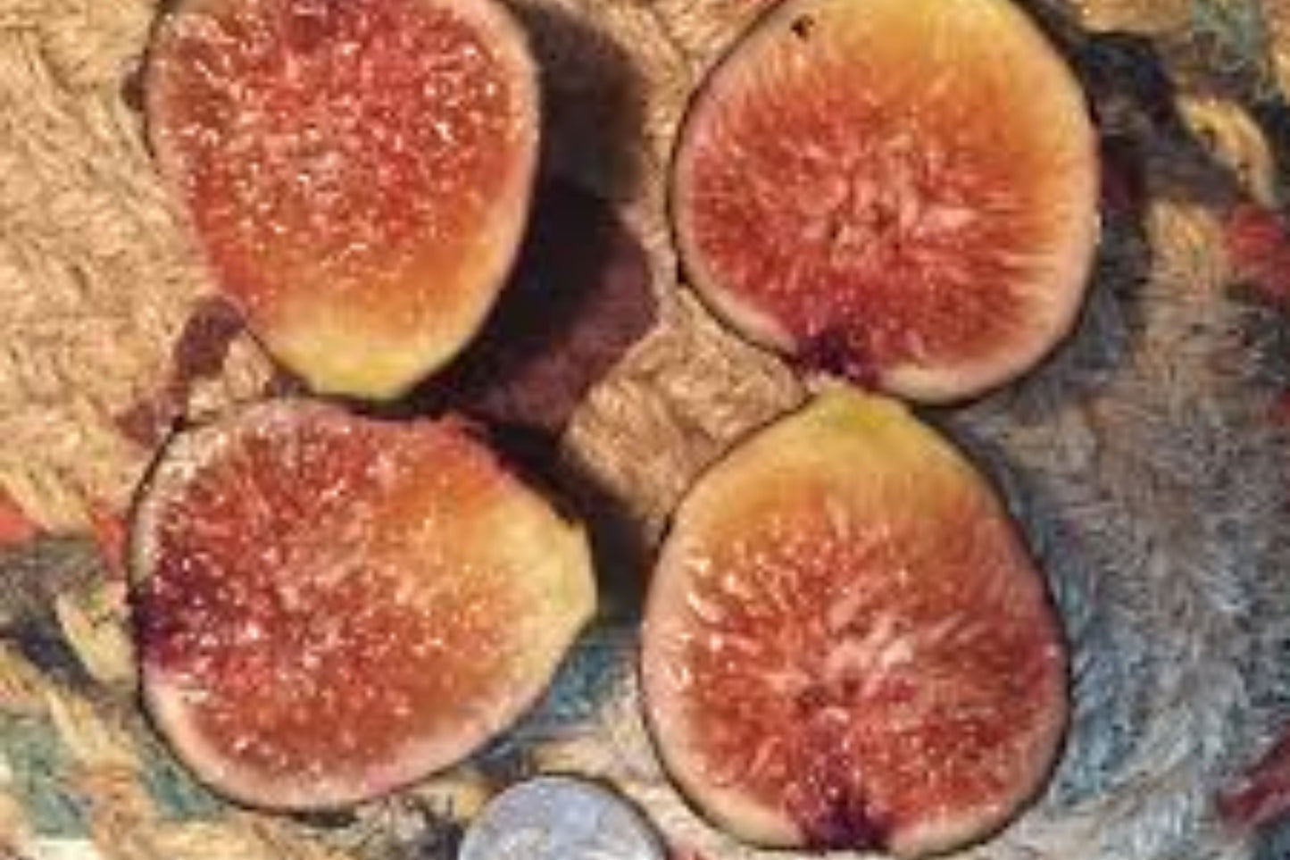 Black Cutting - 8 Inch Kathleen's Black Fig Cutting - Ficus carica - Fresh, Healthy, At Least 3 Nodes, Inground Tree Source